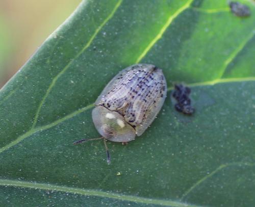 Réf. 191 659 : Cassida nebulosa